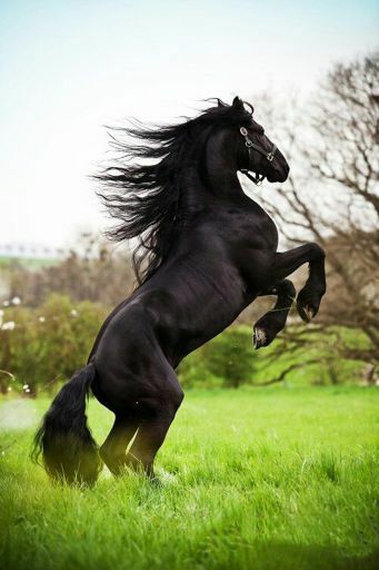 amino-The Black Stallion-f848c778