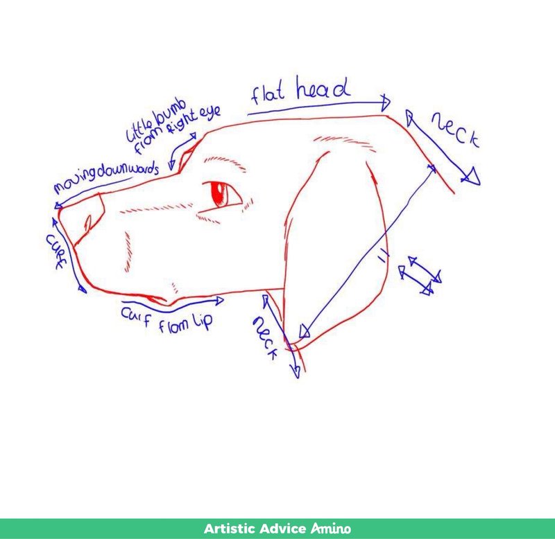 amino-Pan-4f6f81fd