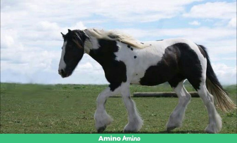 amino-🐎Jana 🐎-b0097b17