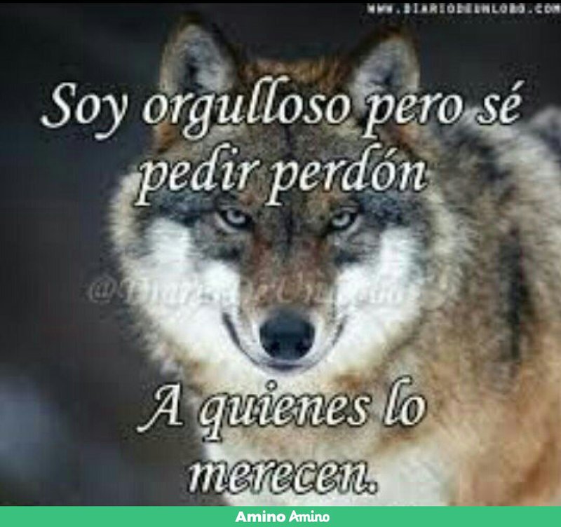 Imagenes De Lobas Con Frases