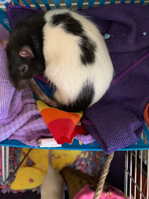 amino-.·:*¨༺ Maple (a rat mama) ༻¨*:·.-6156801d