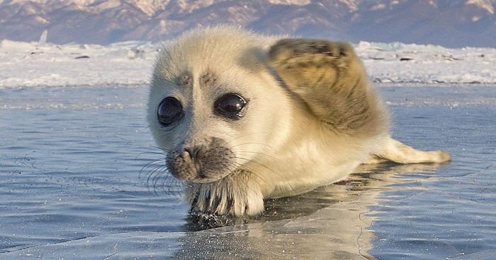 amino-🌊*~Icey The Seal~*🌊(#SOS Save Our Seals!)-5c3e7b4b