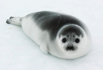 amino-🌊*~Icey The Seal~*🌊(#SOS Save Our Seals!)-af7e8956