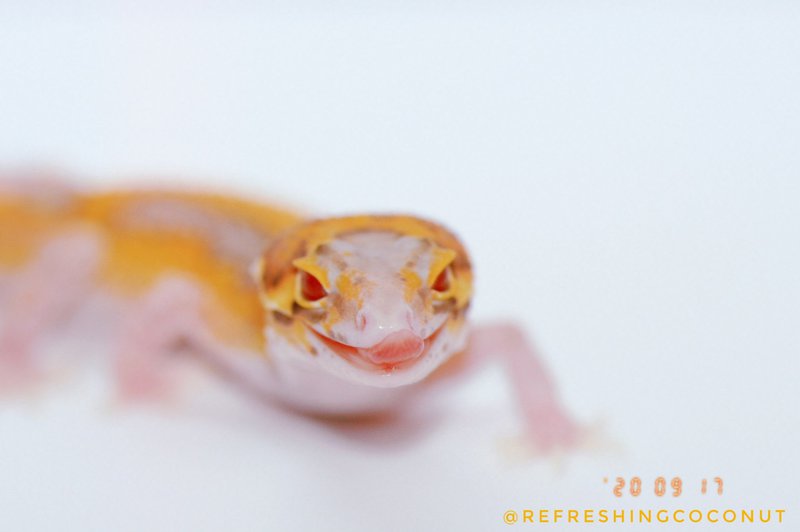 amino-Nova theleopardgecko-fc2e9ef7